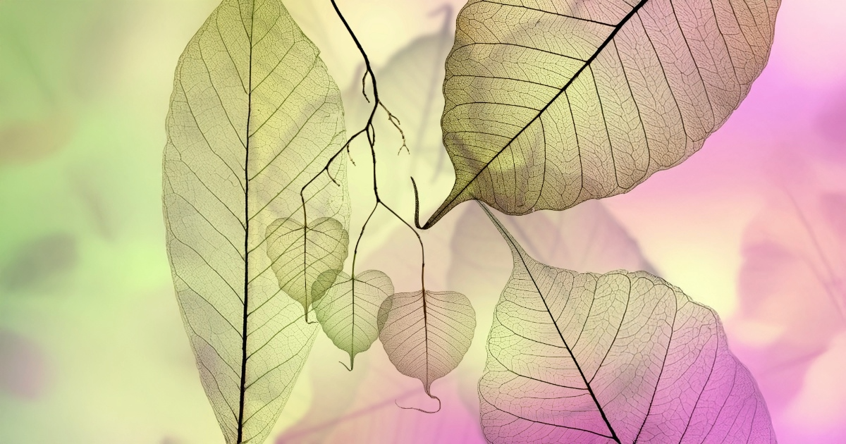 Je te souhaite de te créer un monde où chaque partie reflète le tout. Bonne année…